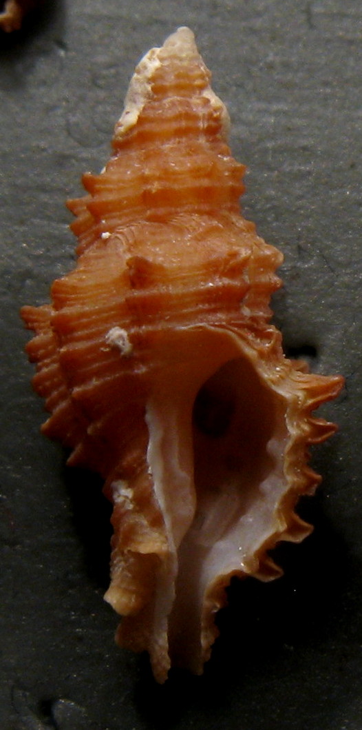 Kerkennnah:Muricopsis ghisottii?